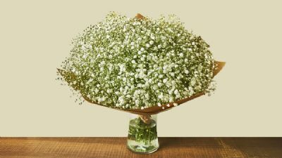 זר גיבסניות לבן