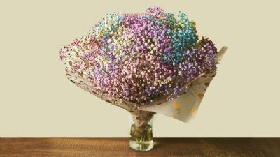 זר גיבסניות צבעוני